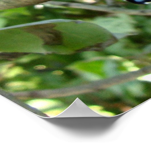 Ohio Blue Swallowtail Butterfly Poster (Hoek)