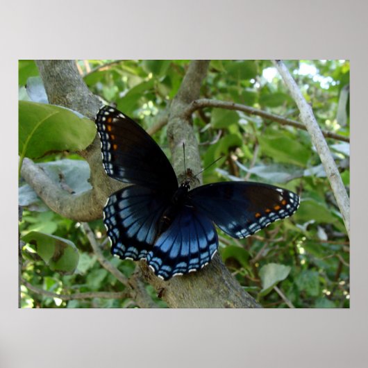 Ohio Blue Swallowtail Butterfly Poster (Voorkant)
