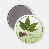 Ohio Buckeye-boom Magneet (Voorkant / Achterkant)