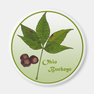 Ohio Buckeye-boom Magneet