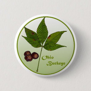 Ohio Buckeye-boom Ronde Button 5,7 Cm