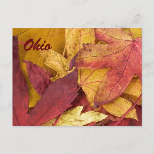Ohio Herfstbladeren Ansichtkaart Briefkaart (Voorkant)