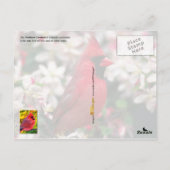 Ohio State Bird - Northern Kardinaal Briefkaart (Achterkant)