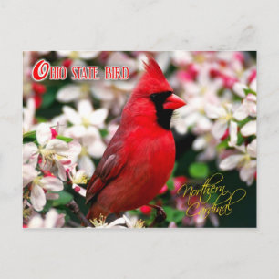 Ohio State Bird - Northern Kardinaal Briefkaart