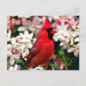 Ohio State Bird - Northern Kardinaal Briefkaart (Voorkant)