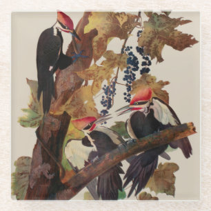 Ohn James Audubon Grote Specht Vogelprent Glazen Onderzetter