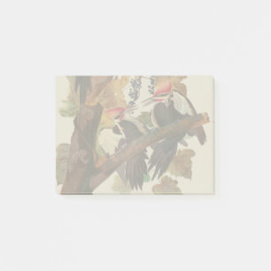 Ohn James Audubon Grote Specht Vogelprent Post-it® Notes