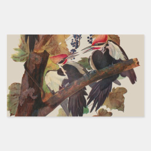 Ohn James Audubon Grote Specht Vogelprent Rechthoekige Sticker