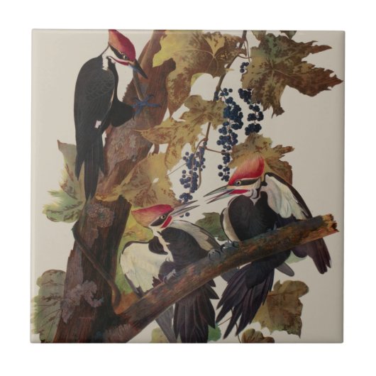 Ohn James Audubon Grote Specht Vogelprent Tegeltje (Voorkant)