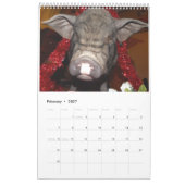 Oinking Acres Mini Pigs Kalender (Feb 2027)