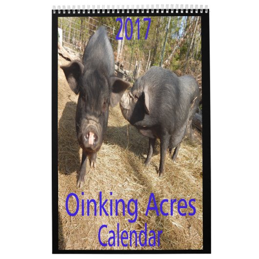 Oinking Acres Mini Pigs Kalender (Hoes)