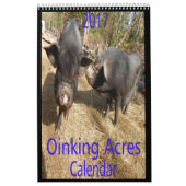 Oinking Acres Mini Pigs Kalender (Hoes)