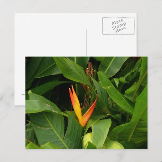 Oiseau-de-Paradis - Martinique, FWI Briefkaart (Voorkant / Achterkant)