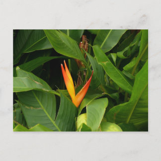 Oiseau-de-Paradis - Martinique, FWI Briefkaart