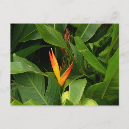 Oiseau-de-Paradis - Martinique, FWI Briefkaart (Voorkant)