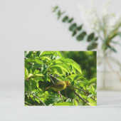 Oiseau Jaune - Martinique, FWI Briefkaart (Staand voorkant)