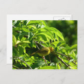 Oiseau Jaune - Martinique, FWI Briefkaart (Voorkant / Achterkant)