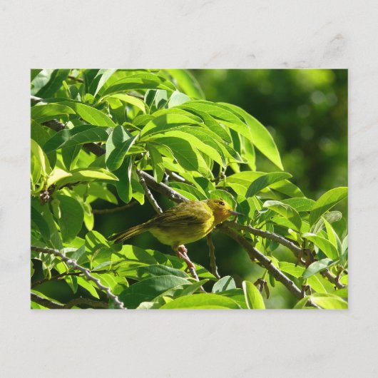 Oiseau Jaune - Martinique, FWI Briefkaart (Voorkant)