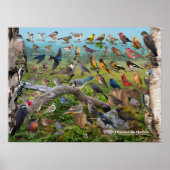 Oiseaux du Québec Poster (Voorkant)