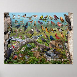 Oiseaux du Québec Poster