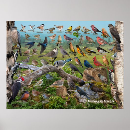 Oiseaux du Québec Poster (Voorkant)