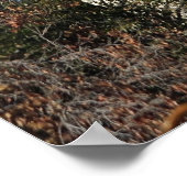 Ojai, Californië Poster (Hoek)