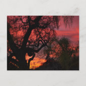 Ojai Sunset Briefkaart (Voorkant)