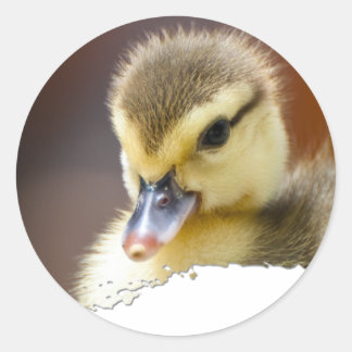 Ojatro Duckling 01 Ronde Sticker