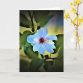 Okame Cherry Tree, kaart (Gele Bloem)