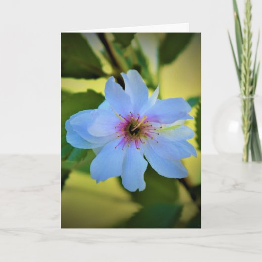 Okame Cherry Tree, kaart (Voorkant)