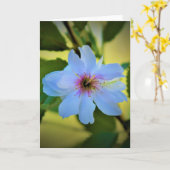 Okame Cherry Tree, kaart (Gele Bloem)