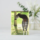 Okapi, Angola, Afrika Briefkaart (Staand voorkant)