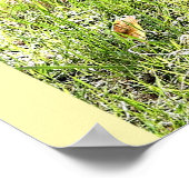 Okapi, Angola, Afrika Poster (Hoek)