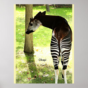 Okapi, Angola, Afrika Poster