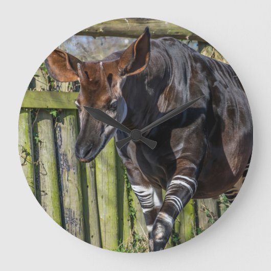Okapi bij de klok van de dierentuin (Voorkant)