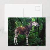Okapi Briefkaart (Voorkant / Achterkant)