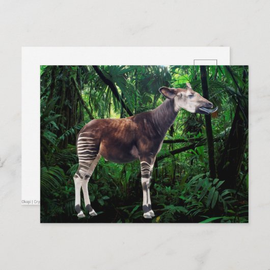 Okapi Briefkaart (Voorkant / Achterkant)