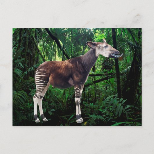 Okapi Briefkaart (Voorkant)