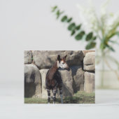 okapi briefkaart (Staand voorkant)