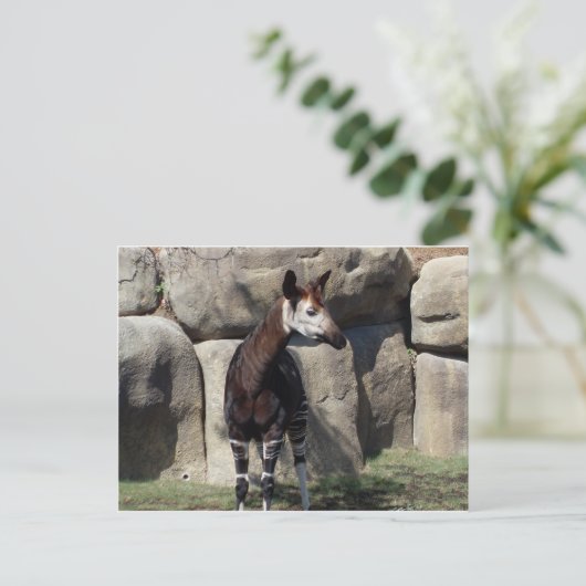 okapi briefkaart (Staand voorkant)