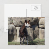 okapi briefkaart (Voorkant / Achterkant)