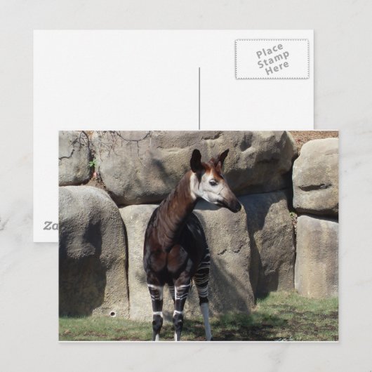 okapi briefkaart (Voorkant / Achterkant)