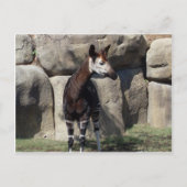 okapi briefkaart (Voorkant)