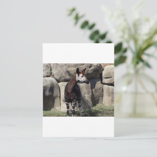 okapi briefkaart (Staand voorkant)