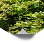 Okapi in de vegetatie poster (Hoek)