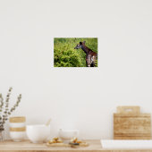 Okapi in de vegetatie poster (Keuken)