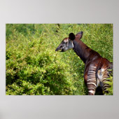 Okapi in de vegetatie poster (Voorkant)