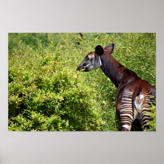 Okapi in de vegetatie poster (Voorkant)