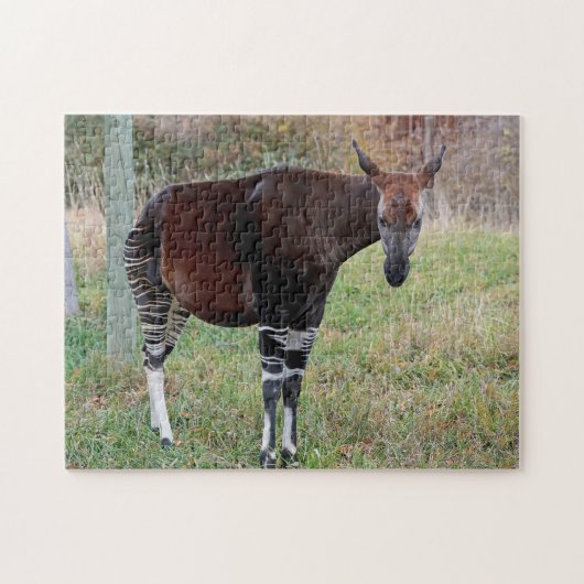 Okapi Legpuzzel (Horizontaal)