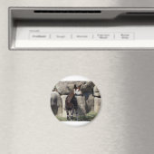 okapi magneet (Insitu (Vaatwasser))